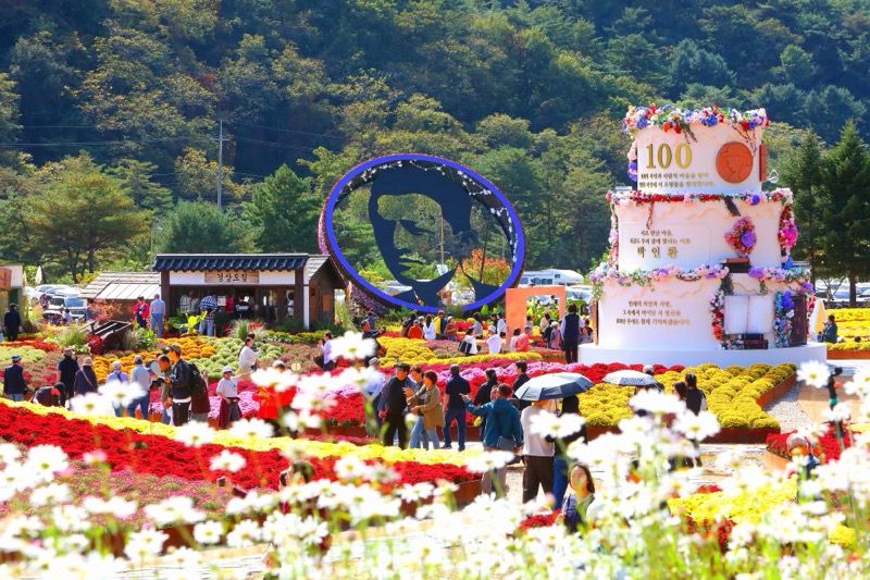인제가을꽃축제 운영 기간이 오는 11일에서 18일로 1주일 더 연장됐다. 인제군 제공