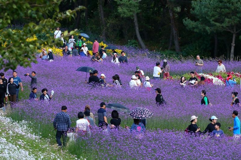 인제가을꽃축제 운영이 오는 18일까지 연장됐다. 연장 기간에는 꽃정원 관람을 중심으로 운영된다. 인제군 제공
