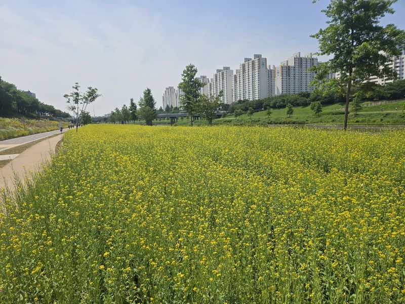 안양천 철산교 일대 코스모스 꽃길.(금천구 제공)