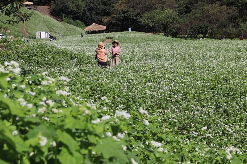 청주 낭성면 추정리 메밀밭 자료사진 ⓒ 뉴스1