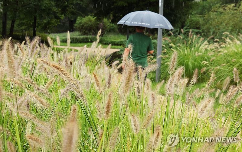 가을 재촉하는 비 (출처=연합뉴스)