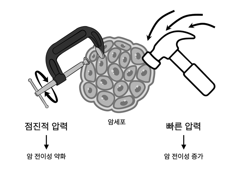 압력이 가해지는 속도가 암세포의 전이성에 미치는 영향을 나타낸 모식도. 스트레스가 서서히 증가된 암세포의 경우 암 전이성이 약화되지만, 스트레스가 급격히 증가된 암세포의 경우 암 전이성이 증가한다. IBS 제공