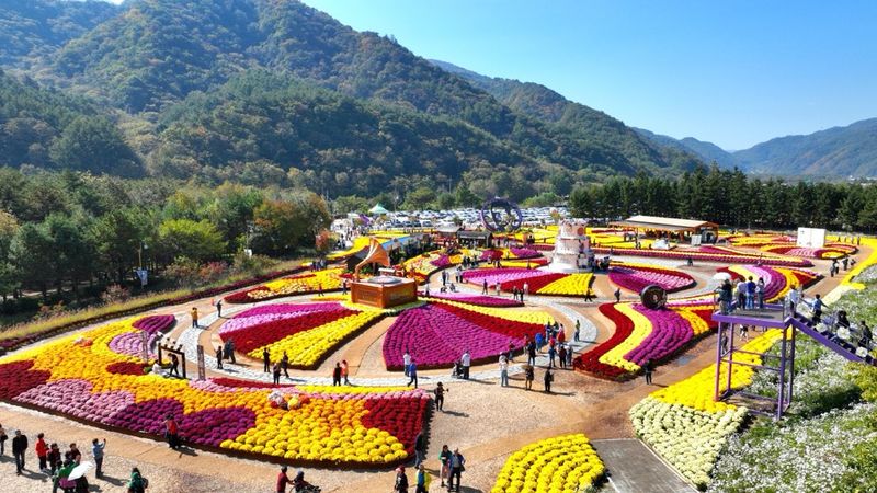 2026 인제 가을꽃축제가 2년 연속 30만명이 넘는 관람객이 방문하며 흥행 기록을 이어가고 있다. 이번 축제는 18일까지 이어진다. 인제군 제공