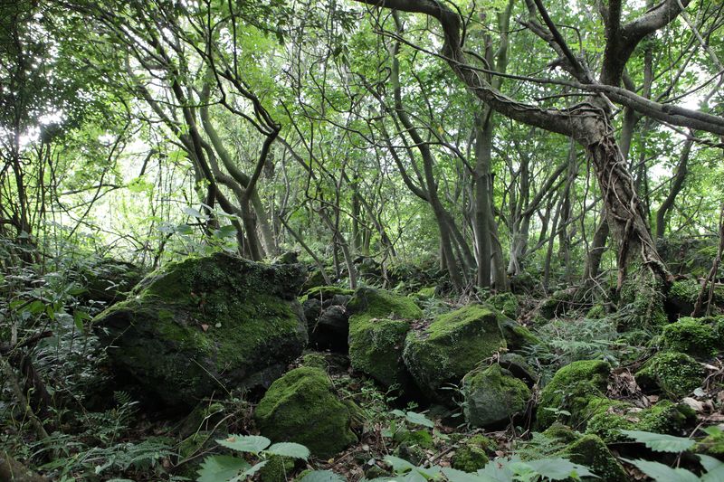 제주 곶자왈의 이끼 덮인 화산암 바위 사이로 나무와 덩굴식물이 뿌리를 내리고 자라고 있다. 화산암 지대에 형성된 곶자왈은 독특한 지질과 식생을 관찰할 수 있는 제주의 생태공간이다. 사진=제주곶자왈공유화재단