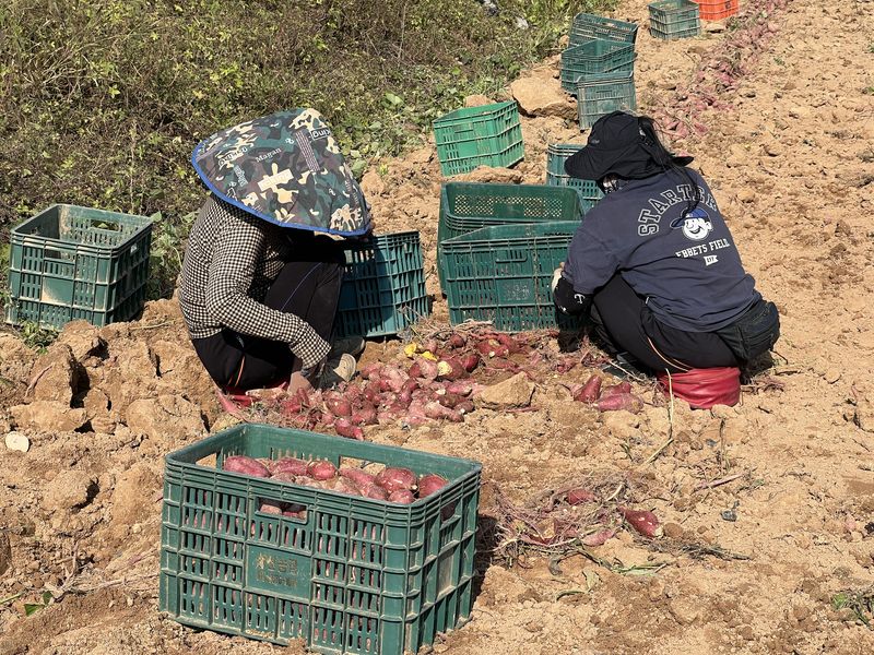 지난 15일 경기 여주시에 위치한 이마트 고구마 산지에서 외국인 노동자들이 고구마를 수확하고 있다. 사진=김현지 기자
