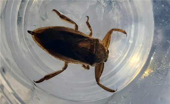 고려아연과 울산시설공단 등이 지난 16일 울산대공원 갈티못에 방사한 멸종위기 곤충 물장군. 울산시설공단 제공