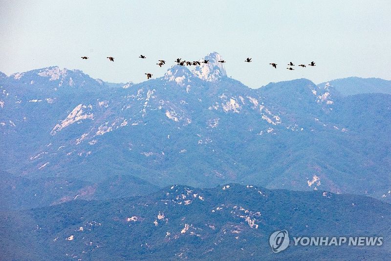 남북 사이를 가르는 철새들 (출처=연합뉴스)