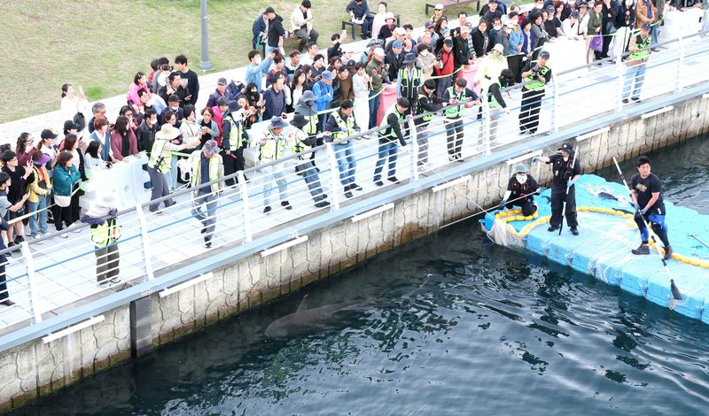 [부산=뉴시스] 하경민 기자 = 해양수산부, 국립해양생물자원관 등 상어 합동구조단이 21일 부산 동구 북항친수공원 수로에서 그물과 부유시설, 잠수사 등을 투입해 흑상어 '부캉이'를 먼바다로 유도하는 작업을 하고 있다. 길이 3m에 암컷 흑상어인 부캉이는 지난달 18일 북항친수공원 수로에서 처음 발견된 이후 한달 넘게 머물고 있으며, 그동안 부캉이를 보기 위해 이 곳을 찾은 인파는 160만 명을 돌파했다. 2026.10.21. yulnetphoto@newsis.com