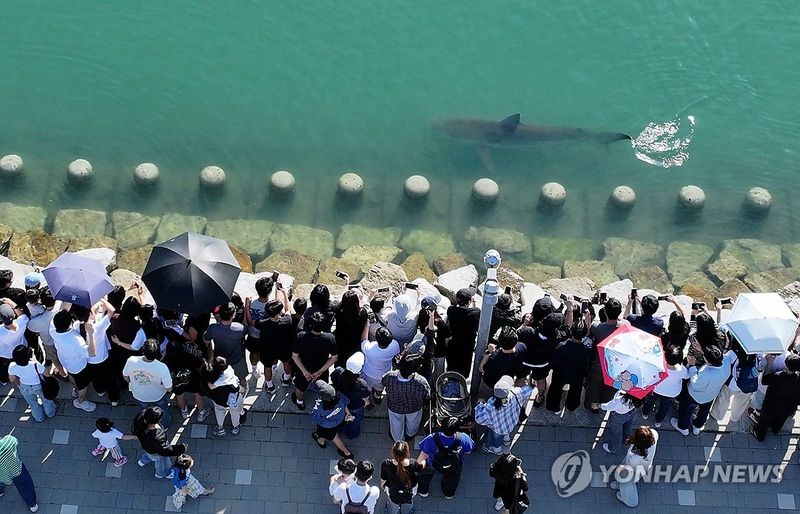 상어야 왜 여기까지 왔니 (출처=연합뉴스)