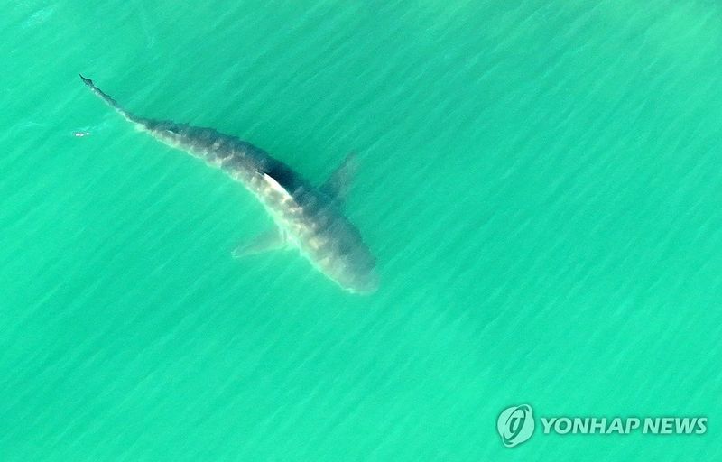 부캉이. 연합뉴스