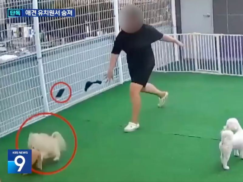 애견 유치원에서 원장 A씨가 싸움을 벌이는 강아지들을 향해 휴대전화를 던지고 있다. 휴대전화를 맞은 강아지는 그 자리에서 쓰러졌다. /사진=KBS 뉴스 캡처