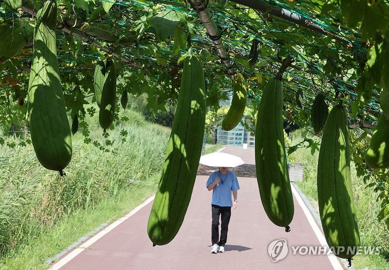 수세미오이 열매 (출처=연합뉴스)