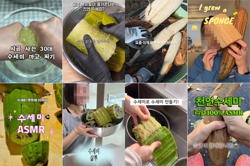SNS 천연 수세미 열풍 (출처=연합뉴스)