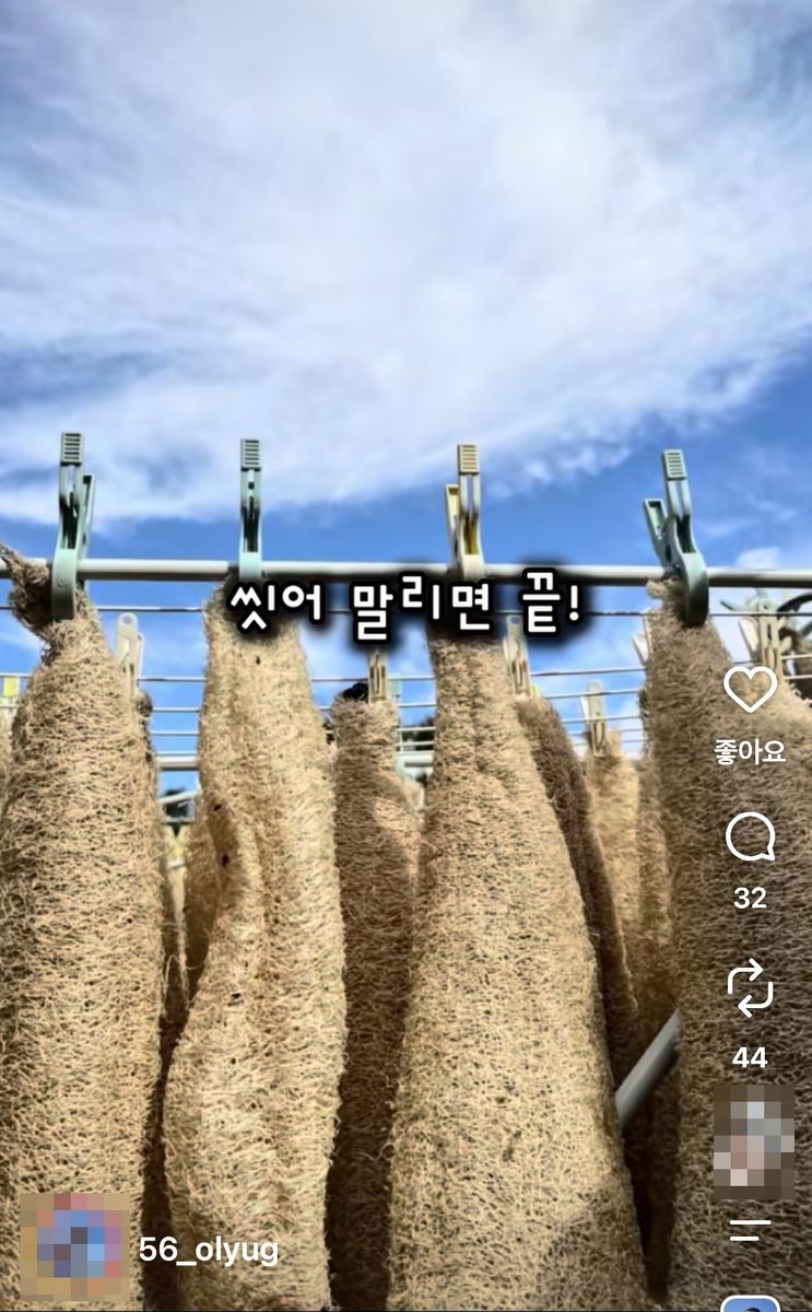 씻어 말린 수세미 (출처=연합뉴스)