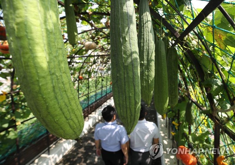 수세미 '주렁주렁' (출처=연합뉴스)